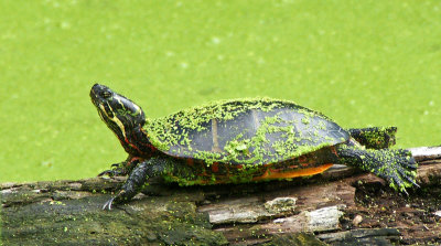 broadmoor-Turtle