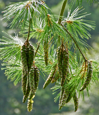 broadmoor-Pine cones