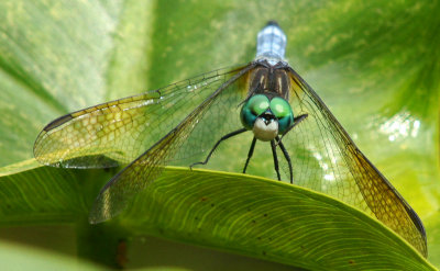 broadmoor- 8/11/12 dragon fly