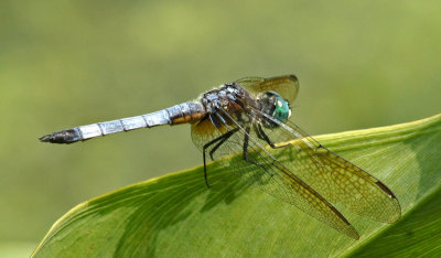 broadmoor-8/11/12 Dragonfly