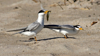 plum island-terns