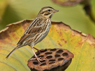 great meadows-Savannah Sparrow