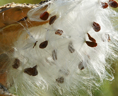 broadmoor-Milkweed