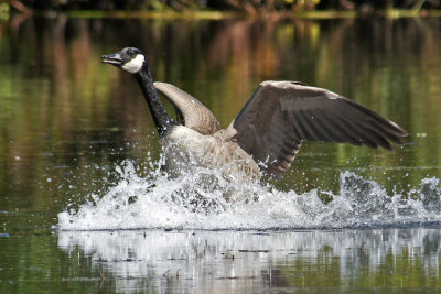 goose coming in for a landing 9/20/12