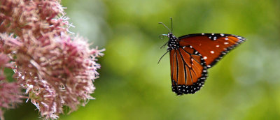 zoo-Butterfly in flight