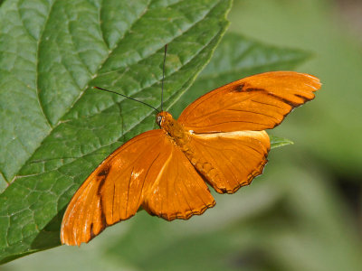 zoo-Butterfly