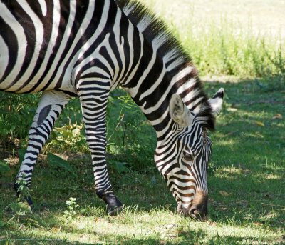 Franklin Park Zoo--8/29/12 Zebra