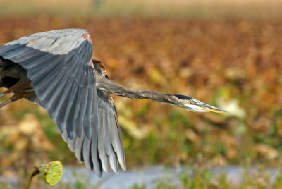 great meadows-Partial heron in flight 10/6/12