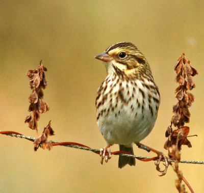 wayland gardens-10/6/12- Savannah sparrow - heavily cropped