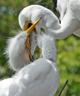Great Egret feeding young a fish
