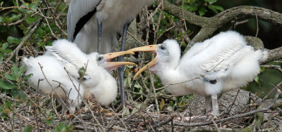 Wood stork babies