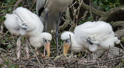 Wood stork babies