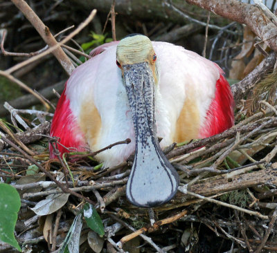 Roseate Spoonbill on a nest