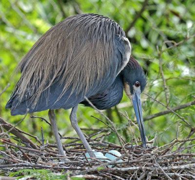 Tricolored Heron with eggs in nest