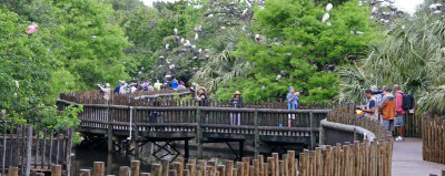 Part of the boardwalk at the Rookery