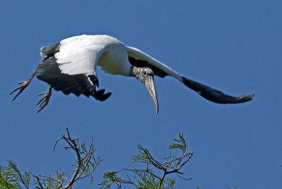 Wood stork