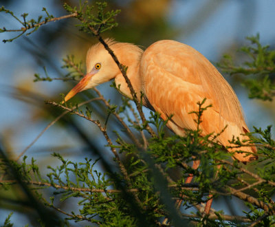  Cattle Egret - Unusual Coloring.