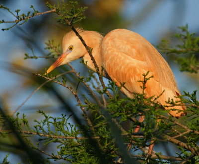  Cattle Egret - Unusual Coloring.