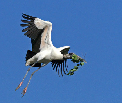 Wood stork with nesting material