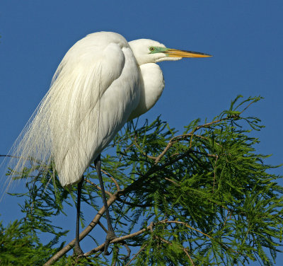 Great Egret with some breeding colors