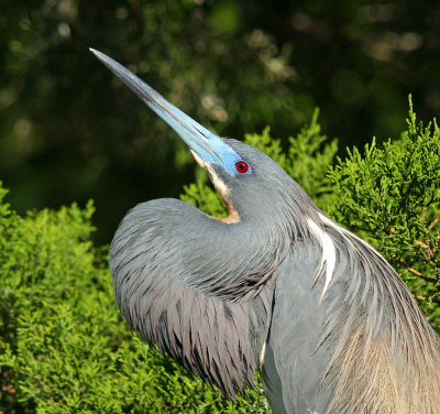 Tricolored heron trying to attract a mate