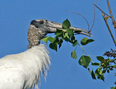Wood Stork gathering nesting material
