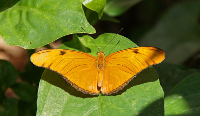 jacksonville fl-Butterfly at the garden