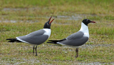 wharf-Laughing Gull calling for mate