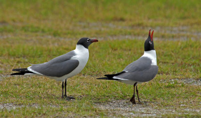 wharf- Gull calling for mate