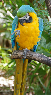 zoo-Bird