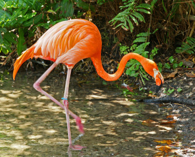 zoo-Flamingo