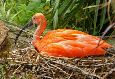 zoo-Scarlet Ibis