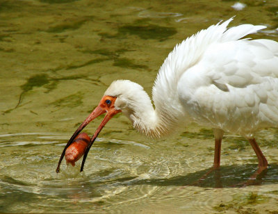 zoo-Ibis with hotdog