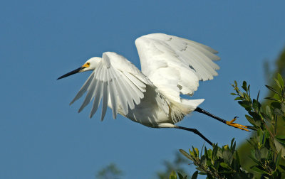 merritt island-Snowy Egret
