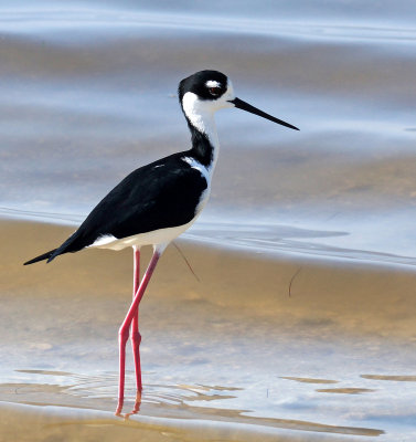 merritt-Stilt bird