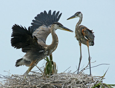 Viera-Herons on nest