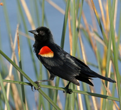 viera-Red winged Blackbird
