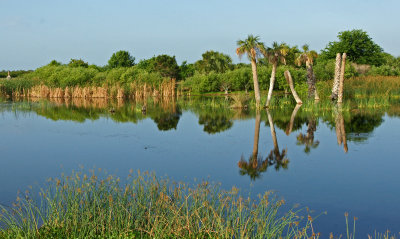 viera-View Viera wetlands