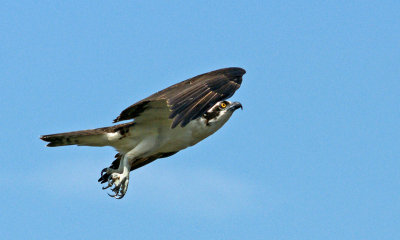 viera-Osprey