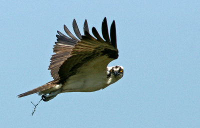 viera-osprey with twig for nest