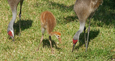 Hampton inn-sandhills-the family- all 3- baby always kept in the middle if possible