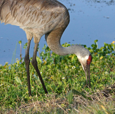 viera-Sandhill crane at Viera wetlands