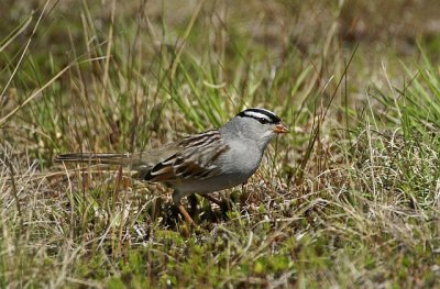 White Crowned Sparrow - Plum Island