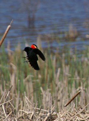 Redwing Blackbird - Great Meadow