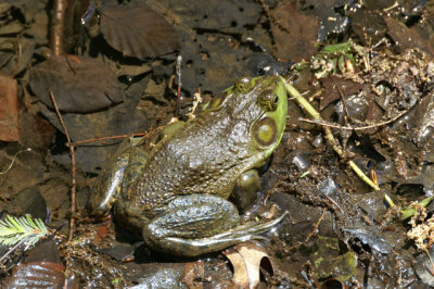 frog. - Garden in the woods