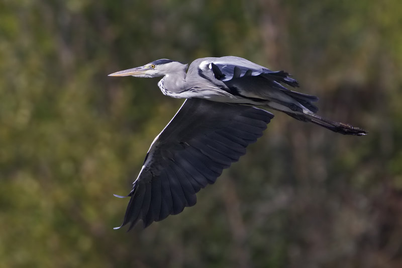 airone    cenerino