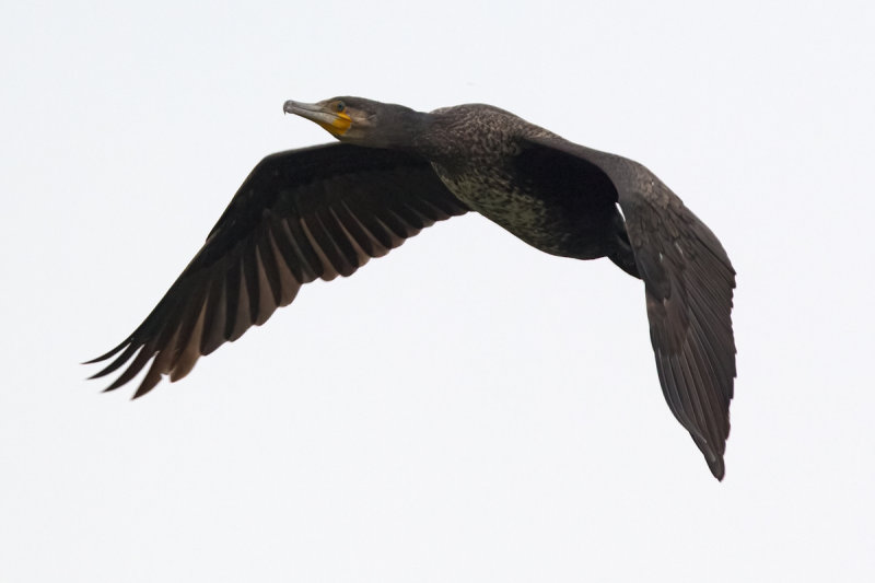 cormorano