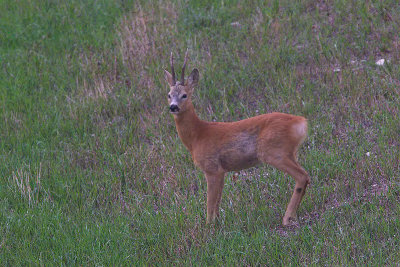 Capriolo