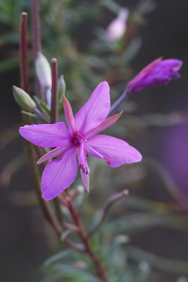 epilobium