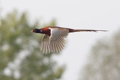 Fagiani, Pernici, Tetraonidi  (galliformes)